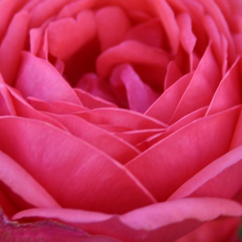 Online rózsa webáruház - virágágyi floribunda rózsa - rózsaszín  - Rosa Gartenprinzessin Marie-José ® - intenzív illatú rózsa - W. Kordes & Sons - ,-